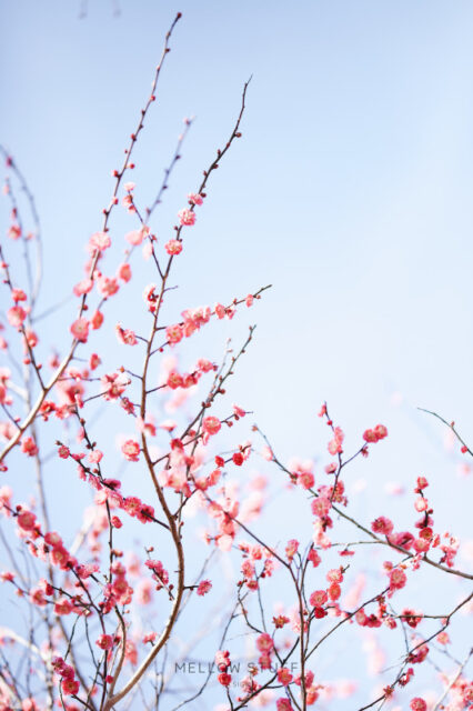 寒い日の紅梅 | MELLEOW STUFF DESIGN | メロウスタフ | プロフォトグラファー | フラワーアレンジ | 子宮体癌 闘病 | 東京都目黒区