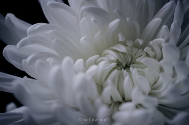 白菊のマクロ写真 | MELLEOW STUFF DESIGN | メロウスタフ | sumiko taniuchi | プロフォトグラファー | 写真撮影 | フラワーアレンジ | 東京都目黒区
