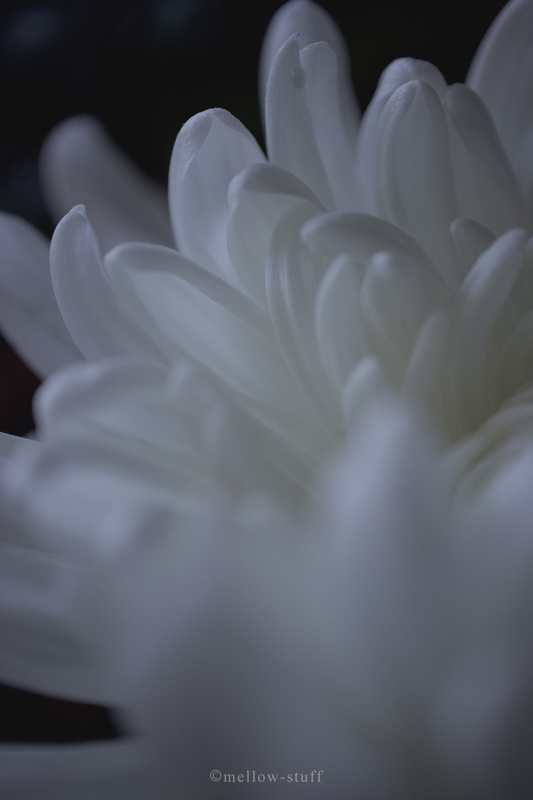 白菊| main image | MELLEOW STUFF DESIGN | メロウスタフ | sumiko taniuchi | フォトグラファー | 写真撮影 | フラワーアレンジ | 東京都目黒区