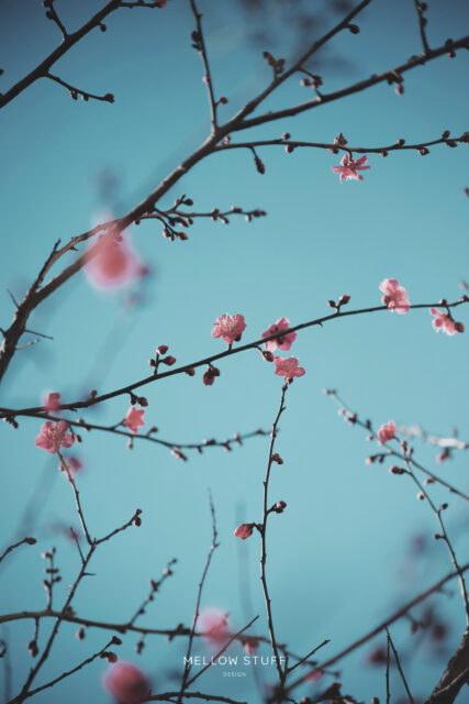 ゴッホの梅の木風 | p.1489 | MELLEOW STUFF DESIGN | メロウスタフ | sumiko taniuchi | フォトグラファー | 写真撮影 | フラワーアレンジ | 東京都目黒区