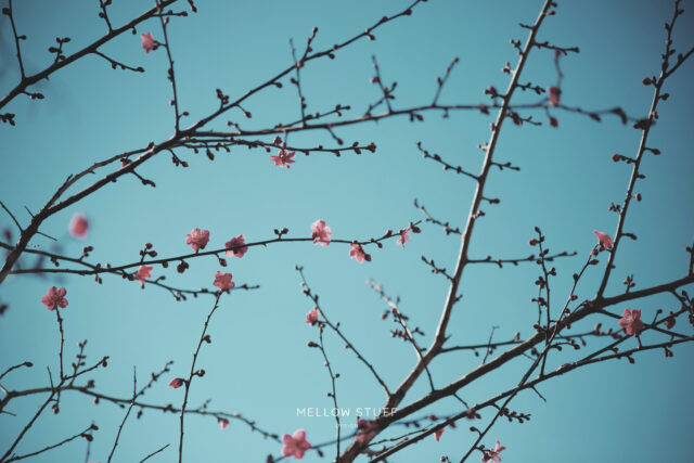 ゴッホの梅の木風 | MELLEOW STUFF DESIGN | メロウスタフ | sumiko taniuchi | フォトグラファー | 写真撮影 | フラワーアレンジ | 東京都目黒区