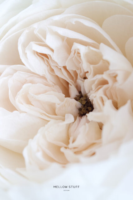 ロゼット咲きの薔薇を６０mmマクロで | p.1491 | MELLEOW STUFF DESIGN | メロウスタフ | sumiko taniuchi | フォトグラファー | 写真撮影 | フラワーアレンジ | 東京都目黒区