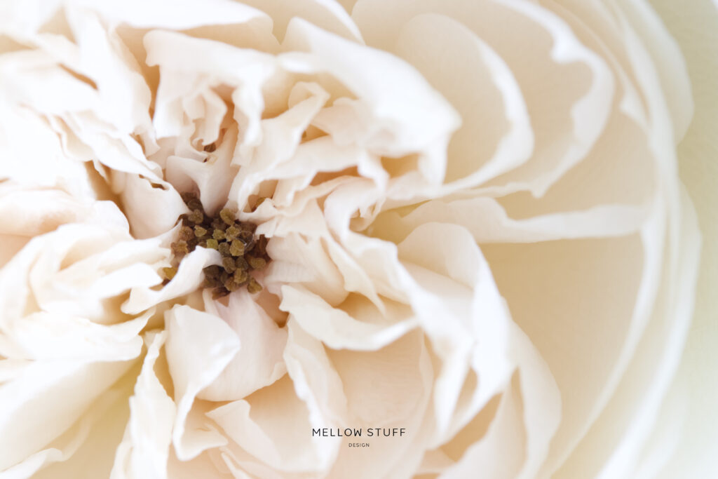 ロゼット咲きの薔薇を６０mmマクロで| main image | MELLEOW STUFF DESIGN | メロウスタフ | sumiko taniuchi | フォトグラファー | 写真撮影 | フラワーアレンジ | 東京都目黒区