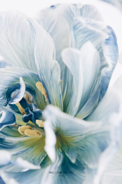 blue tulip | p.1510 | MELLEOW STUFF DESIGN | メロウスタフ | フォトグラファー | フラワーアレンジ | 東京都目黒区 | 子宮体癌 闘病