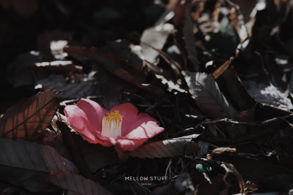 椿の花が落ちるとき| main image | MELLEOW STUFF DESIGN | メロウスタフ | 商品 作品 撮影 | 花雑貨 | 東京都目黒区