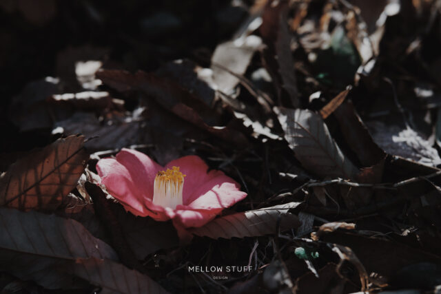 椿の花が落ちるとき | MELLEOW STUFF DESIGN | メロウスタフ | フォトグラファー | フラワーアレンジ | 子宮体癌 闘病 | 東京都目黒区