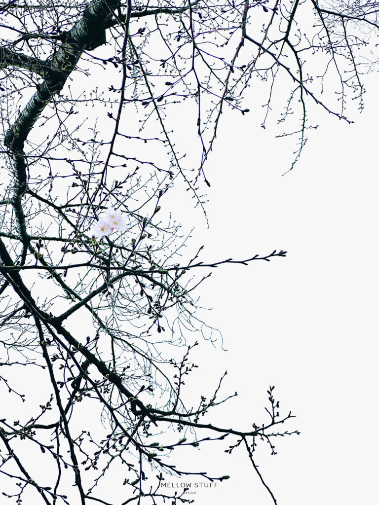 桜の開花と１７年目| main image | MELLEOW STUFF DESIGN | メロウスタフ | 商品 作品 撮影 | 花雑貨 | 東京都目黒区