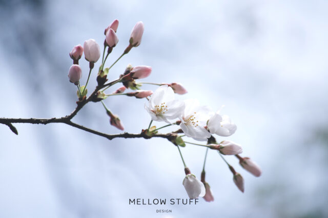 今年の三分咲きの桜たち | MELLOW STUFF DESIGN | メロウスタフ | 商品 作品 撮影 | 花雑貨 | 子宮体癌 闘病 | 東京都目黒区