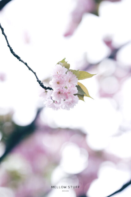 fluffy flutter double cherry blossoms | MELLOW STUFF DESIGN | メロウスタフ | 商品 作品 撮影 | 花雑貨 | 子宮体癌 闘病 | 東京都目黒区