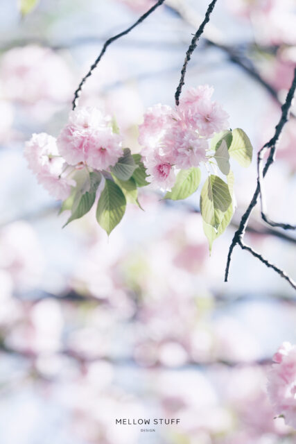 fluffy flutter double cherry blossoms | p.1521 | MELLEOW STUFF DESIGN | メロウスタフ | フォトグラファー | フラワーアレンジ | 東京都目黒区 | 子宮体癌 闘病