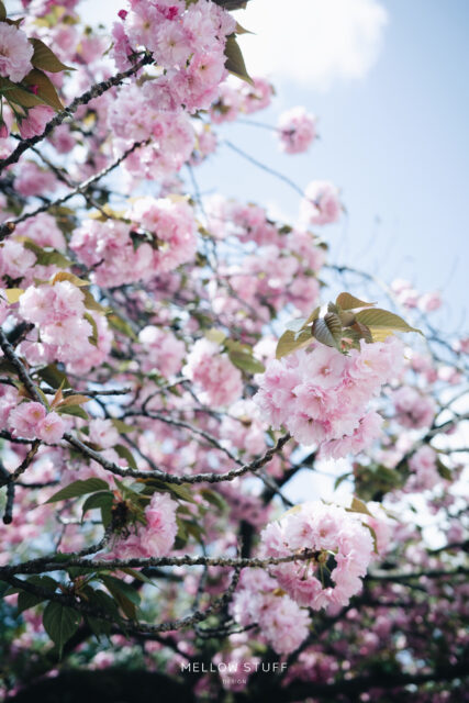 八重桜も満開 | MELLEOW STUFF DESIGN | メロウスタフ | プロフォトグラファー | フラワーアレンジ | 子宮体癌 闘病 | 東京都目黒区