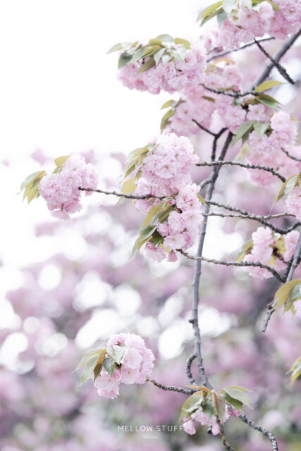 八重桜も満開 | p.1522 | MELLEOW STUFF DESIGN | メロウスタフ | フォトグラファー | フラワーアレンジ | 東京都目黒区 | 子宮体癌 闘病