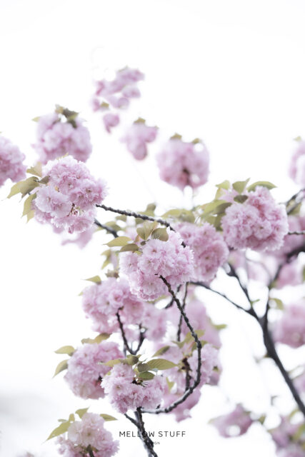 八重桜も満開 | p.1522 | MELLEOW STUFF DESIGN | メロウスタフ | フォトグラファー | フラワーアレンジ | 東京都目黒区 | 子宮体癌 闘病