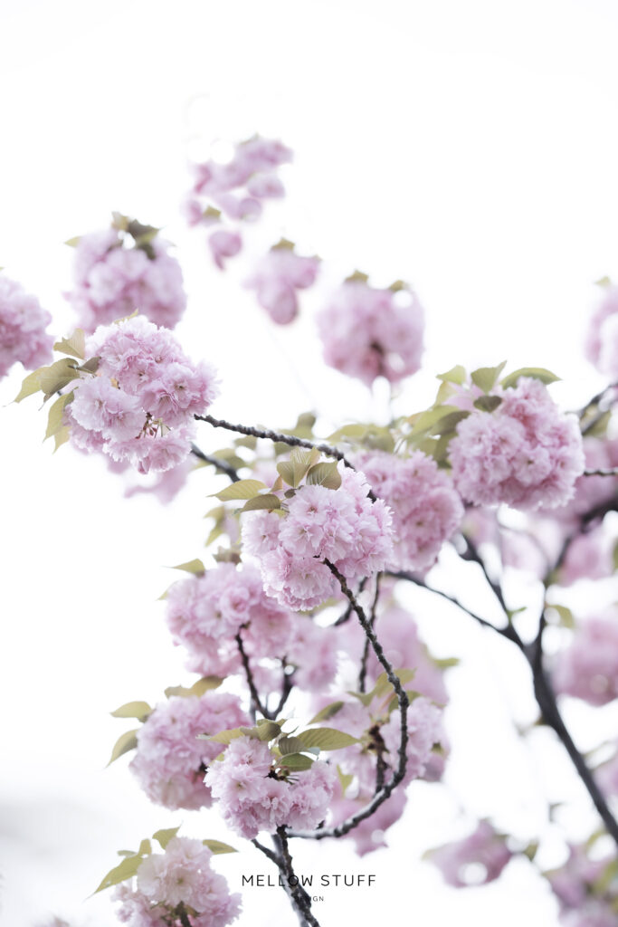 八重桜も満開| main image | MELLEOW STUFF DESIGN | メロウスタフ | 商品 作品 撮影 | 花雑貨 | 東京都目黒区