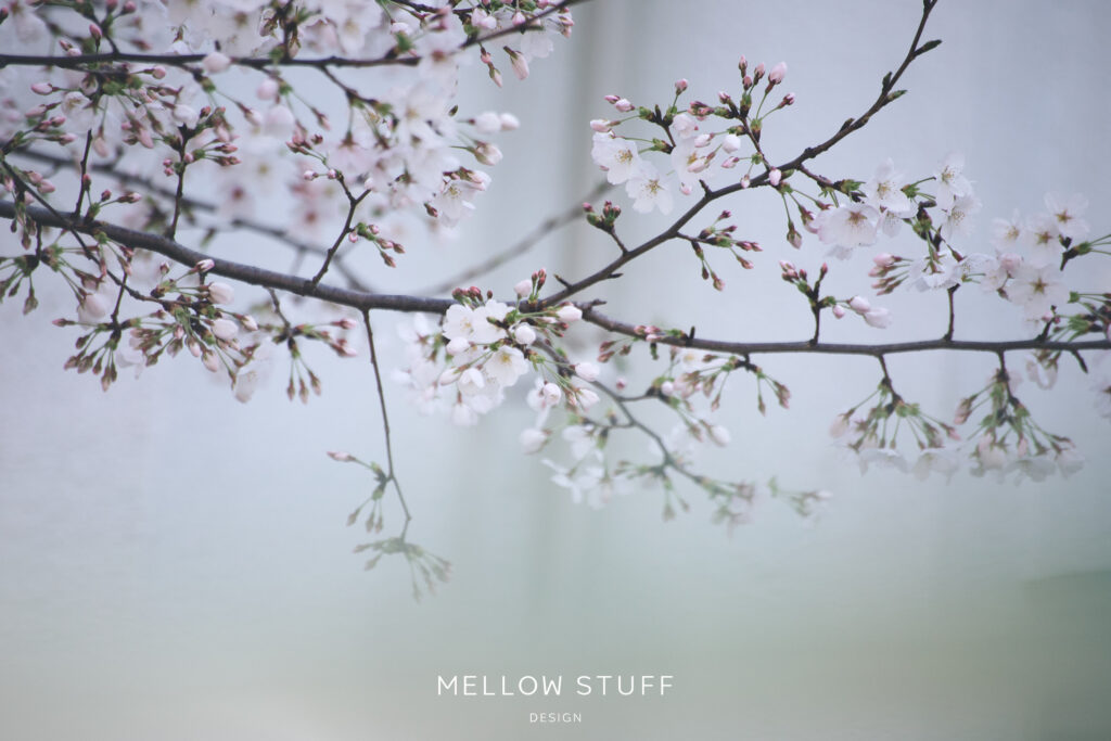 今年の三分咲きの桜たち| main image | MELLEOW STUFF DESIGN | メロウスタフ | 商品 作品 撮影 | 花雑貨 | 東京都目黒区