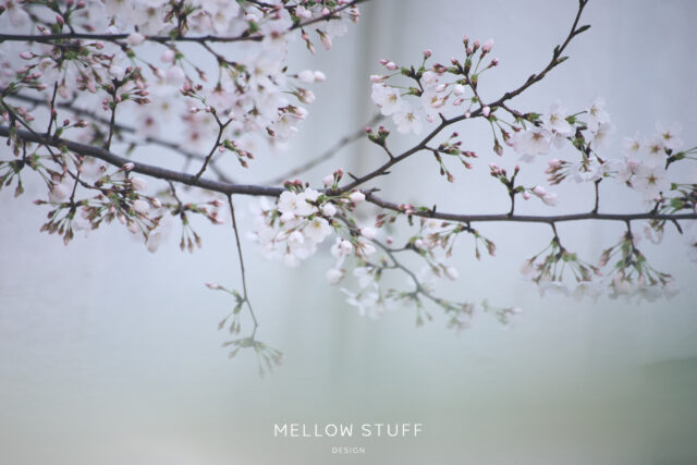 今年の三分咲きの桜たち | p.1517 | MELLEOW STUFF DESIGN | メロウスタフ | フォトグラファー | フラワーアレンジ | 東京都目黒区 | 子宮体癌 闘病