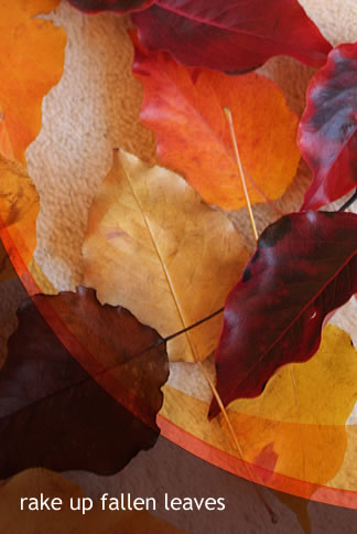 秋の色 | MELLEOW STUFF DESIGN | メロウスタフ | sumiko taniuchi | フォトグラファー | 写真撮影 | フラワーアレンジ | 東京都目黒区
