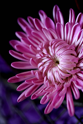紫色の花の魅力をマクロで・・・ | p.92 | MELLEOW STUFF DESIGN | メロウスタフ | sumiko taniuchi | フォトグラファー | 写真撮影 | フラワーアレンジ | 東京都目黒区