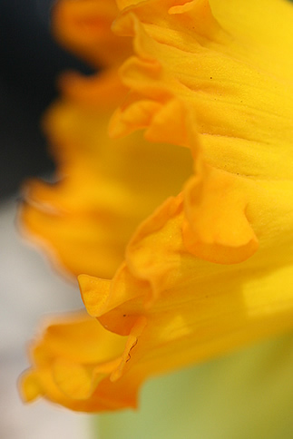 春の黄色 | p.143 | MELLEOW STUFF DESIGN | メロウスタフ | sumiko taniuchi | フォトグラファー | 写真撮影 | フラワーアレンジ | 東京都目黒区
