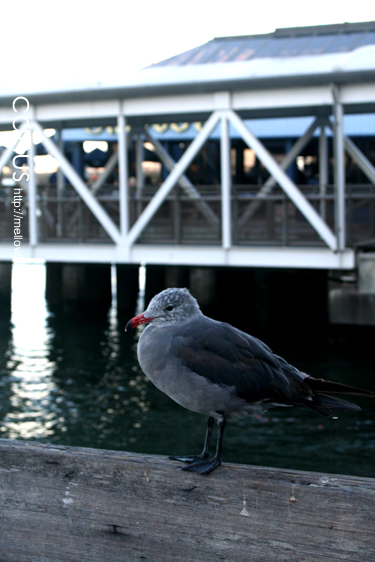 海の鳥さんたち | MELLOW STUFF DESIGN | メロウスタフデザイン | 商品撮影 | 作品撮影 | 花雑貨制作販売 | 各種デザイン | 東京都目黒区