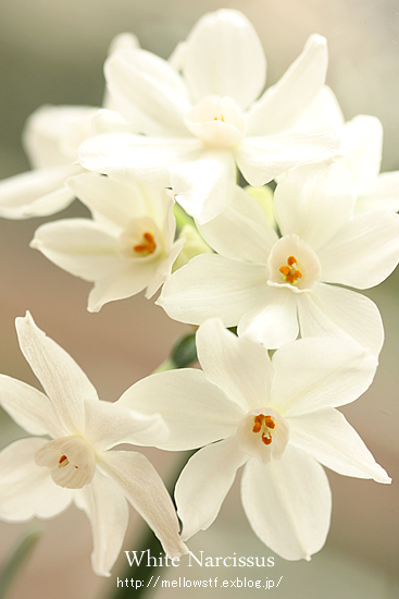 白い水仙が咲きました。 | p.299 | MELLEOW STUFF DESIGN | メロウスタフ | sumiko taniuchi | フォトグラファー | 写真撮影 | フラワーアレンジ | 東京都目黒区