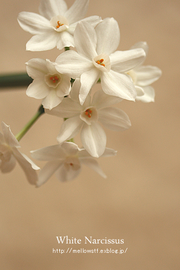 白い水仙が咲きました。 | MELLOW STUFF DESIGN | メロウスタフデザイン | 商品撮影 | 作品撮影 | 花雑貨制作販売 | 各種デザイン | 東京都目黒区