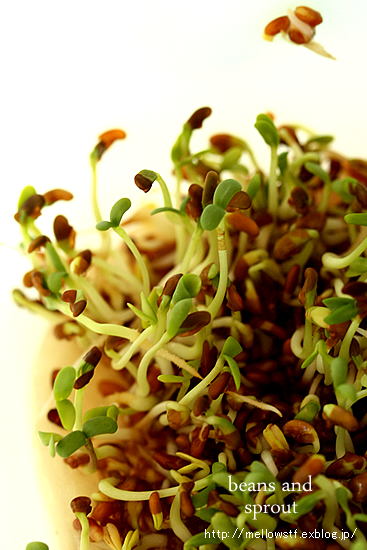 おうちで簡単栽培　－ MungbeanとAlfalfa － | MELLEOW STUFF DESIGN | メロウスタフ | sumiko taniuchi | プロフォトグラファー | 写真撮影 | フラワーアレンジ | 東京都目黒区