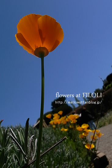 またまたお花畑に行ってきました。　【 filoli 】 その１ | p.330 | MELLEOW STUFF DESIGN | メロウスタフ | sumiko taniuchi | フォトグラファー | 写真撮影 | フラワーアレンジ | 東京都目黒区