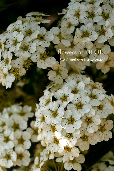 またまたお花畑に行ってきました。　【 filoli 】 その１ | MELLOW STUFF DESIGN | メロウスタフデザイン | 商品撮影 | 作品撮影 | 花雑貨制作販売 | 各種デザイン | 東京都目黒区