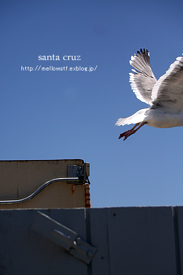 海辺の色々な鳥さん　- santa cruzにて – | p.336 | MELLEOW STUFF DESIGN | メロウスタフ | sumiko taniuchi | フォトグラファー | 写真撮影 | フラワーアレンジ | 東京都目黒区
