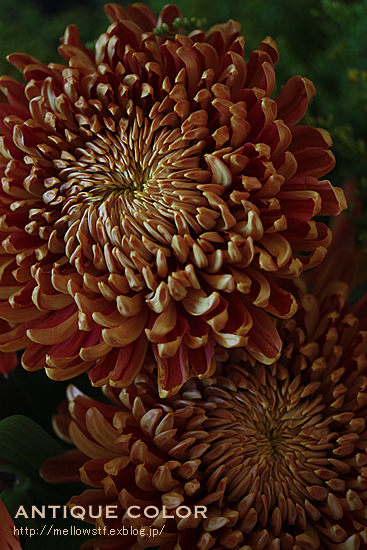 秋色の菊 | MELLEOW STUFF DESIGN | メロウスタフ | sumiko taniuchi | プロフォトグラファー | 写真撮影 | フラワーアレンジ | 東京都目黒区