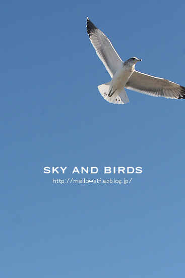 鳥と空 | p.406 | MELLEOW STUFF DESIGN | メロウスタフ | sumiko taniuchi | フォトグラファー | 写真撮影 | フラワーアレンジ | 東京都目黒区