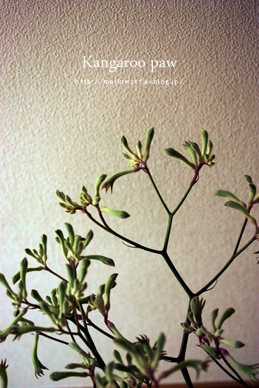 my birthday 2010　- un grand bouquet!! – | MELLOW STUFF DESIGN | メロウスタフデザイン | 商品撮影 | 作品撮影 | 花雑貨制作販売 | 各種デザイン | 東京都目黒区