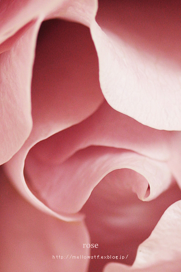 薔薇。 | MELLEOW STUFF DESIGN | メロウスタフ | sumiko taniuchi | プロフォトグラファー | 写真撮影 | フラワーアレンジ | 東京都目黒区