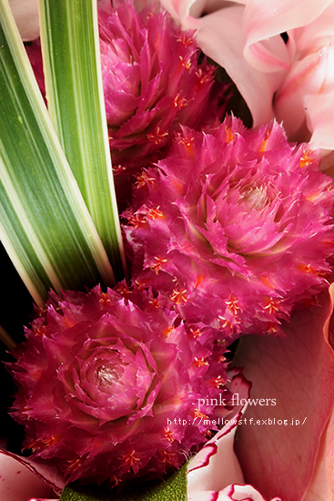 ピンクのお花。 | p.518 | MELLEOW STUFF DESIGN | メロウスタフ | sumiko taniuchi | フォトグラファー | 写真撮影 | フラワーアレンジ | 東京都目黒区