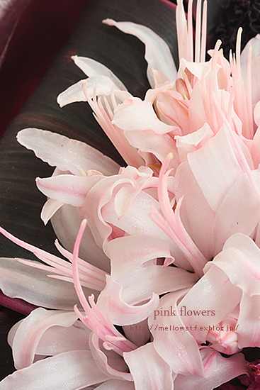 ピンクのお花。 | p.518 | MELLEOW STUFF DESIGN | メロウスタフ | sumiko taniuchi | フォトグラファー | 写真撮影 | フラワーアレンジ | 東京都目黒区