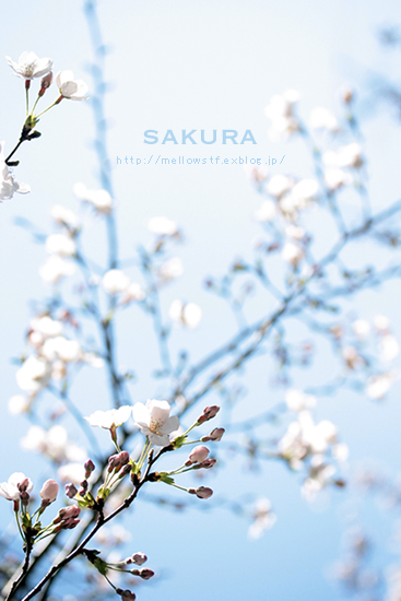 SAKURA 2011 | p.545 | MELLEOW STUFF DESIGN | メロウスタフ | sumiko taniuchi | フォトグラファー | 写真撮影 | フラワーアレンジ | 東京都目黒区