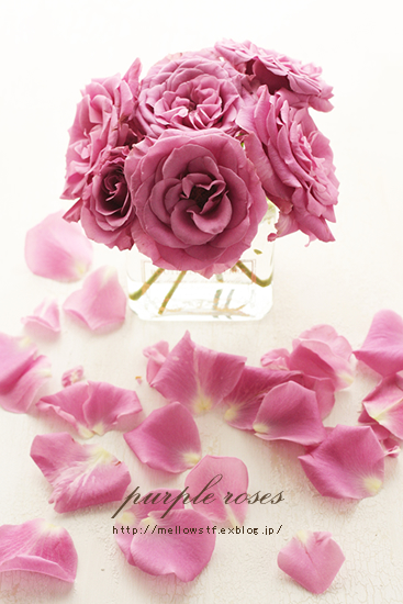 purple rose | p.615 | MELLEOW STUFF DESIGN | メロウスタフ | sumiko taniuchi | フォトグラファー | 写真撮影 | フラワーアレンジ | 東京都目黒区
