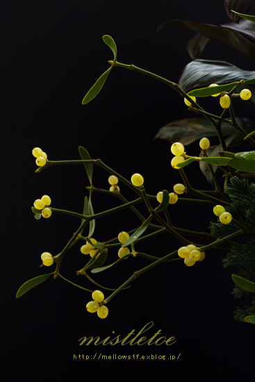 ヤドリギ　- mistletoe – | p.646 | MELLEOW STUFF DESIGN | メロウスタフ | sumiko taniuchi | フォトグラファー | 写真撮影 | フラワーアレンジ | 東京都目黒区