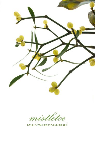 ヤドリギ　- mistletoe – | MELLOW STUFF DESIGN | メロウスタフデザイン | 商品撮影 | 作品撮影 | 花雑貨制作販売 | 各種デザイン | 東京都目黒区