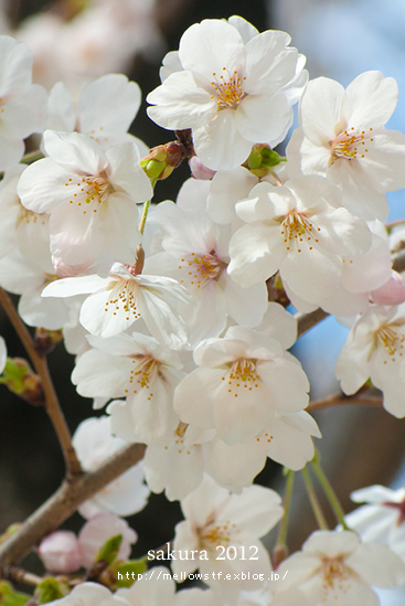 今日も桜。 | MELLOW STUFF DESIGN | メロウスタフデザイン | 商品撮影 | 作品撮影 | 花雑貨制作販売 | 各種デザイン | 東京都目黒区