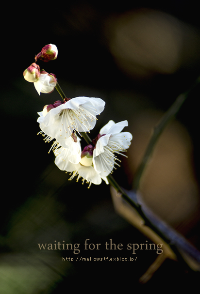 waiting for the spring | MELLEOW STUFF DESIGN | メロウスタフ | sumiko taniuchi | プロフォトグラファー | 写真撮影 | フラワーアレンジ | 東京都目黒区