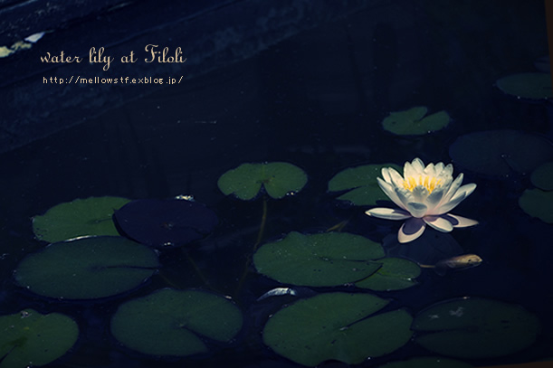 water lily | MELLEOW STUFF DESIGN | メロウスタフ | sumiko taniuchi | プロフォトグラファー | 写真撮影 | フラワーアレンジ | 東京都目黒区