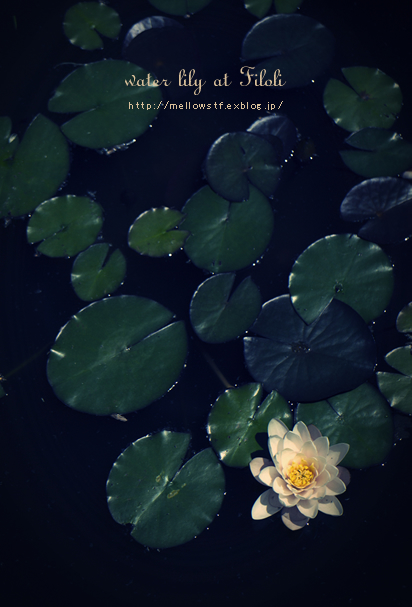 water lily | p.880 | MELLEOW STUFF DESIGN | メロウスタフ | sumiko taniuchi | フォトグラファー | 写真撮影 | フラワーアレンジ | 東京都目黒区