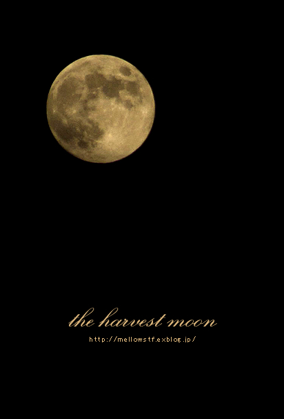 the harvest moon | MELLEOW STUFF DESIGN | メロウスタフ | プロフォトグラファー | フラワーアレンジ | 子宮体癌 闘病 | 東京都目黒区