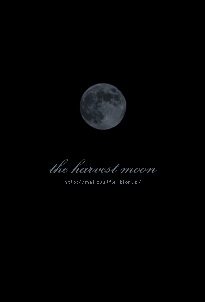 the harvest moon | p.896 | MELLEOW STUFF DESIGN | メロウスタフ | フォトグラファー | フラワーアレンジ | 東京都目黒区 | 子宮体癌 闘病