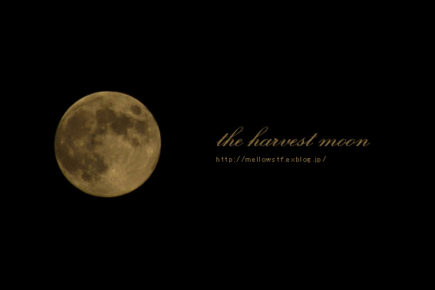 the harvest moon | MELLOW STUFF DESIGN | メロウスタフデザイン | 商品撮影 | 作品撮影 | 花雑貨制作販売 | 各種デザイン | 東京都目黒区