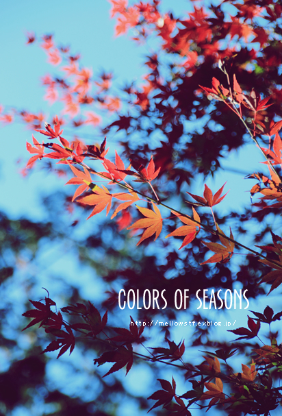 季節の色、いろいろ。 | p.912 | MELLEOW STUFF DESIGN | メロウスタフ | フォトグラファー | フラワーアレンジ | 東京都目黒区 | 子宮体癌 闘病