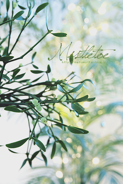 mistletoe | main image | MELLOW STUFF DESIGN | メロウスタフ | 商品 作品 撮影 | 花雑貨 | 東京都目黒区