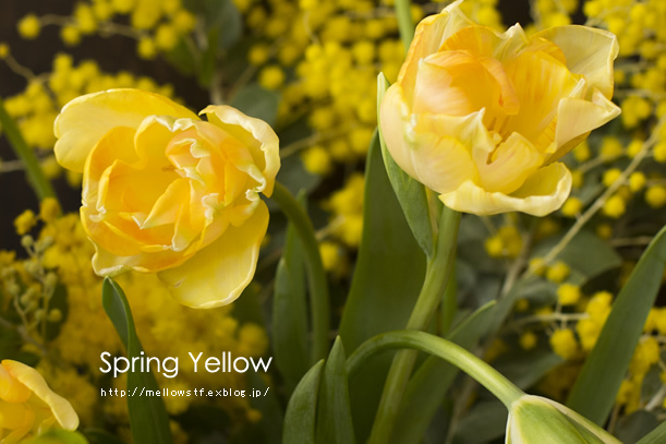 春の黄色 | MELLOW STUFF DESIGN | メロウスタフデザイン | 商品撮影 | 作品撮影 | 花雑貨制作販売 | 各種デザイン | 東京都目黒区